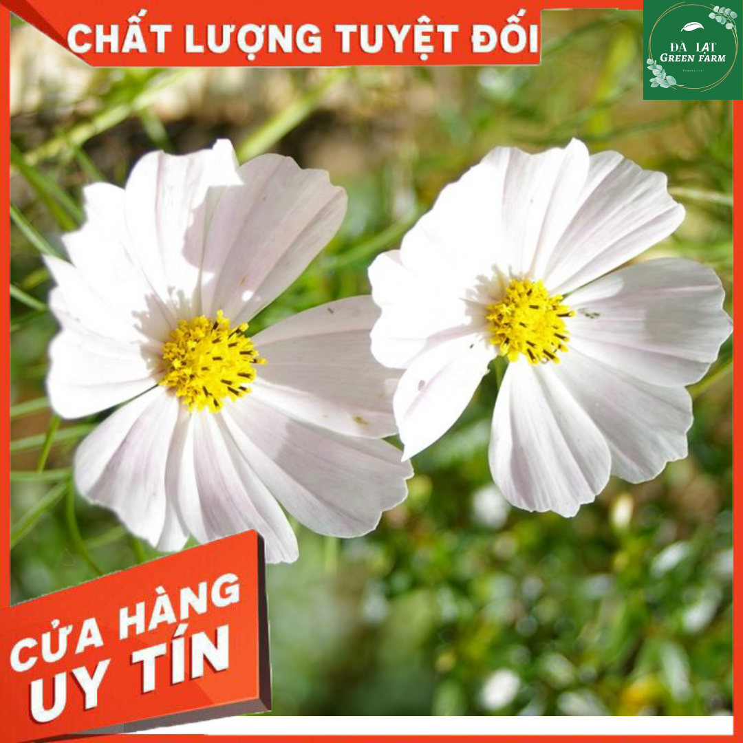 50H_Hạt Giống Hoa Sao Nhái/ Cánh Bướm Trắng