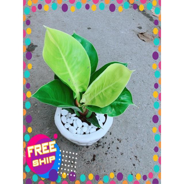 Chậu Cây Trầu Bà Đế Vương