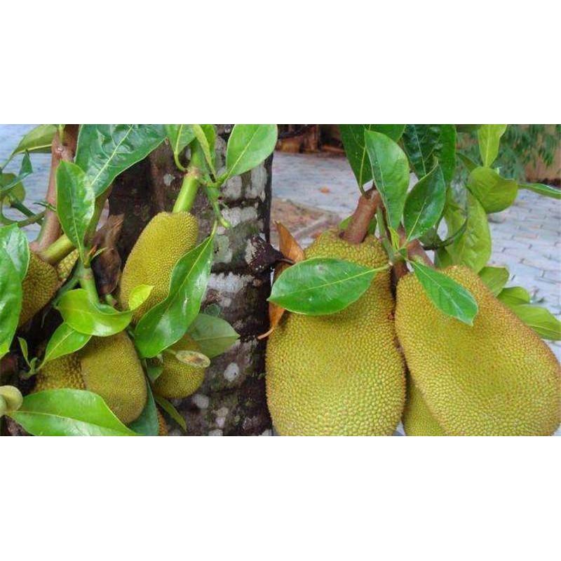 Cây giống Mít Tố Nữ ghép