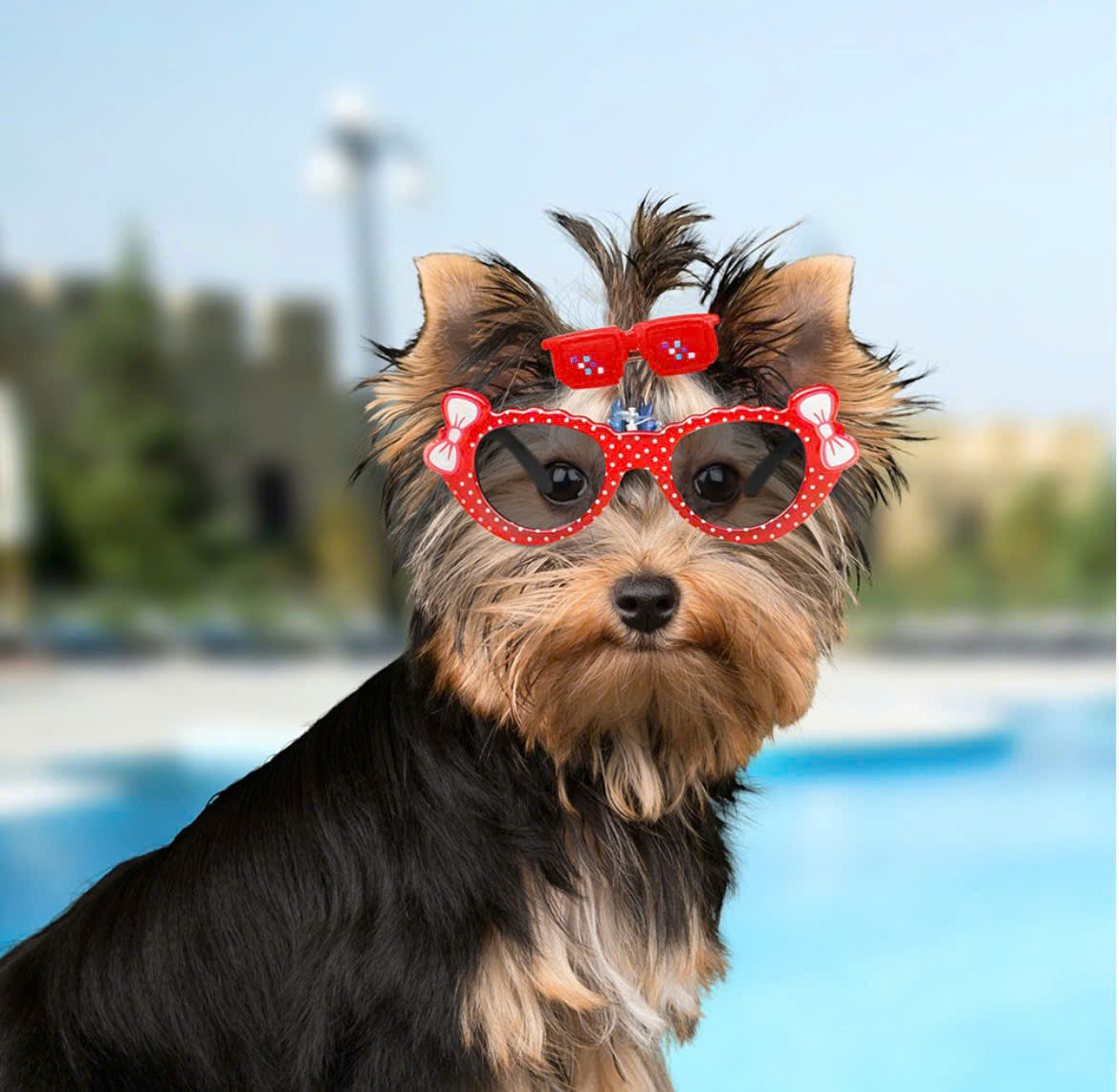 NƠ KẸP TÓC SANG TRỌNG NHIỀU MÀU DỄ THƯƠNG MÃ 22 XINH XẮN CHO THÚ CƯNG CHÓ MÈO