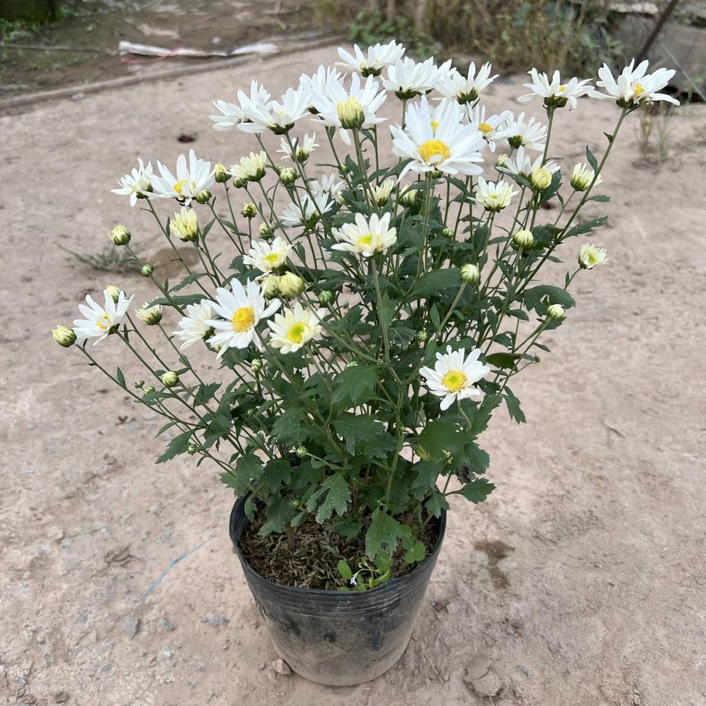 Cây hoa cúc họa mi siêu hoa nở rực rỡ trồng để bàn, trang trí ban công, sân vườn