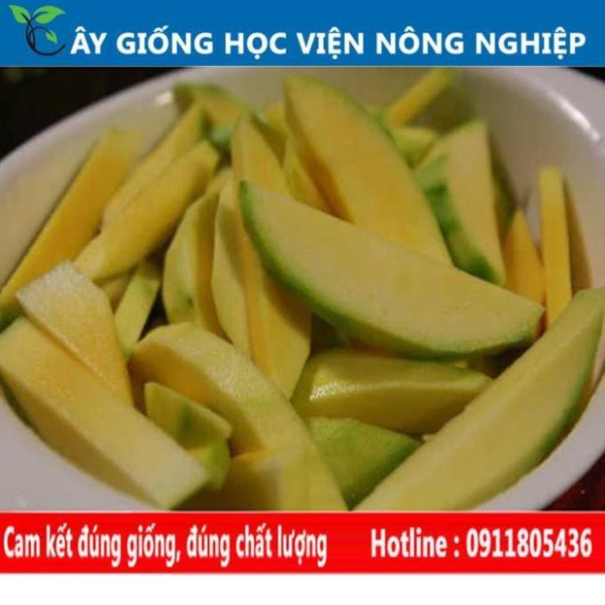 Sản phẩm Cây Ăn Trái cây xoài thái quả ngọt ngon hiệu quả kinh tế cao