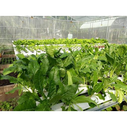Hạt Giống Rau Cải Bó Xôi Chịu Nhiệt 20g - Rau Chân Vịt, Cây Khỏe - Mập