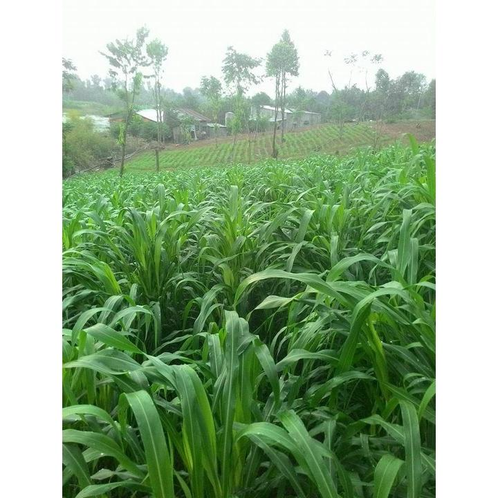1KG Hạt Cỏ Chăn Nuôi Sudan Lai - Cỏ cao lương lá mềm không lông