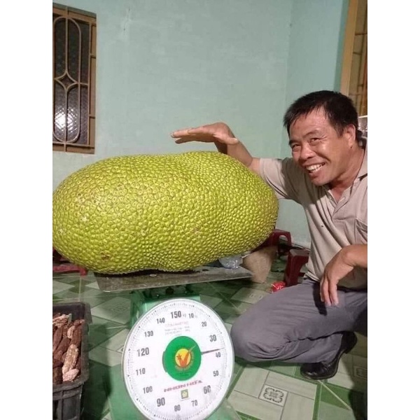 Cây Mít ruột đỏ Indonesia siêu sớm