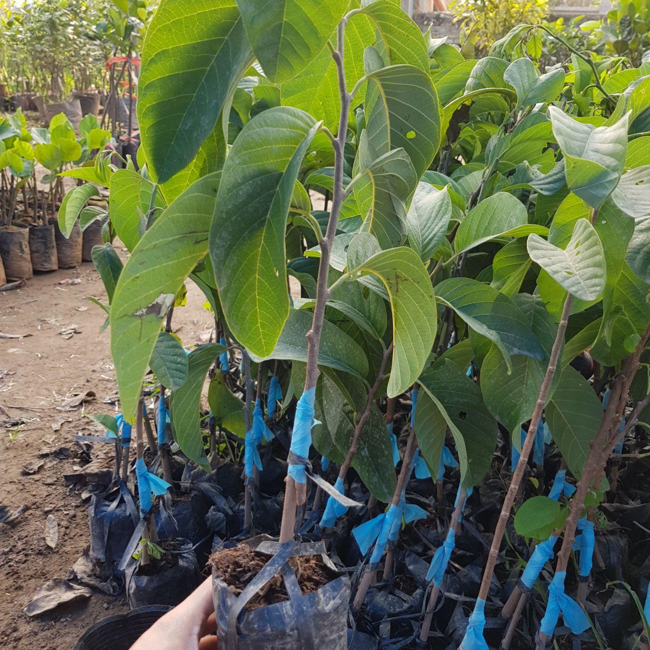 Cây giống Mãng Cầu Na Thái lan F1 Chuẩn Giống