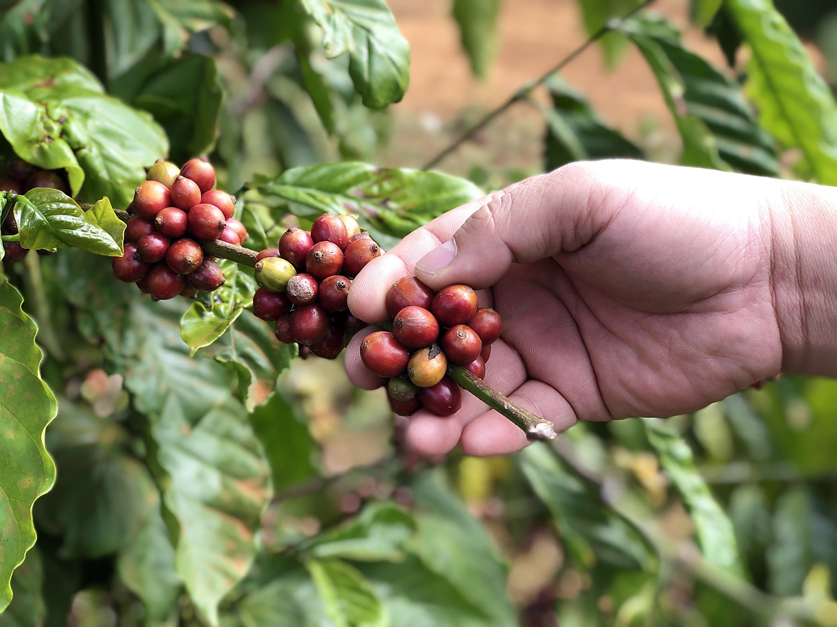 Cà phê Robusta Rang Xay nguyên chất 500g - The Kaffeine Coffee