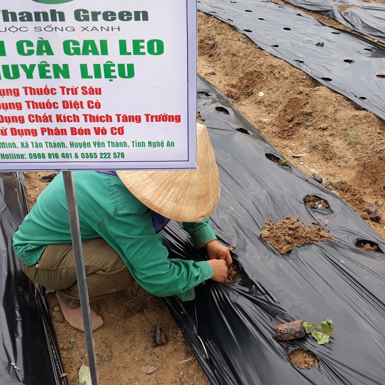 Trà túi lọc Cà Gai Leo giải độc gan Tân Thành Green hộp 50 túi