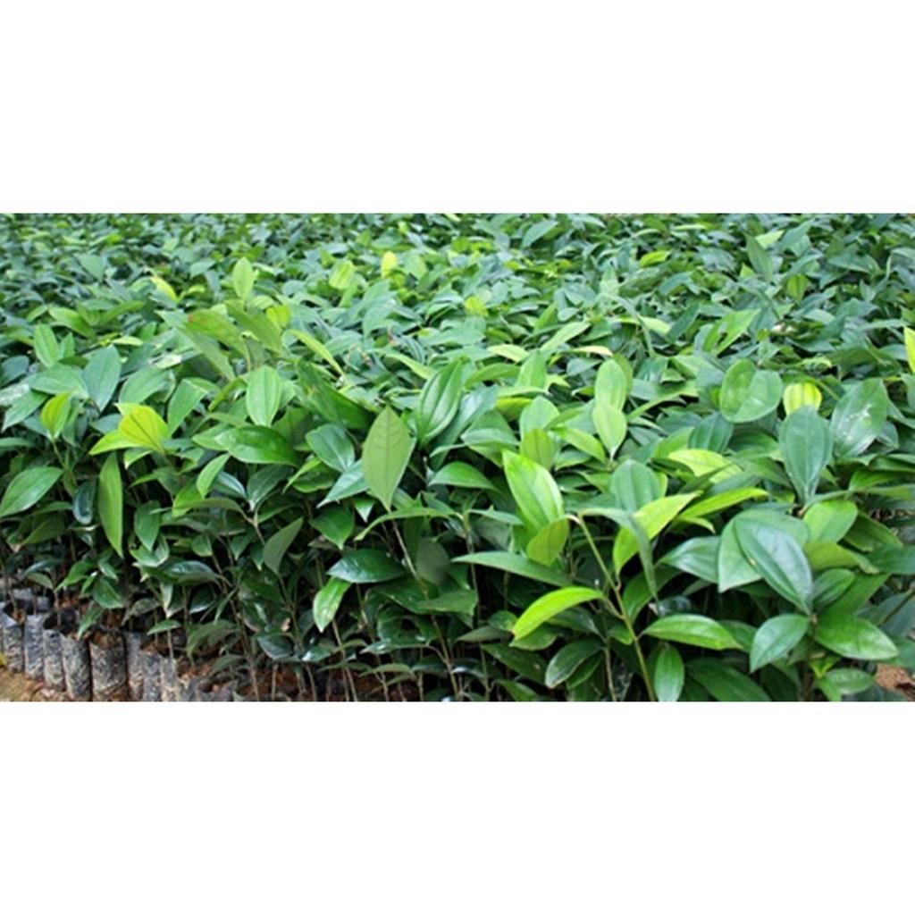 Cây Quế Giống