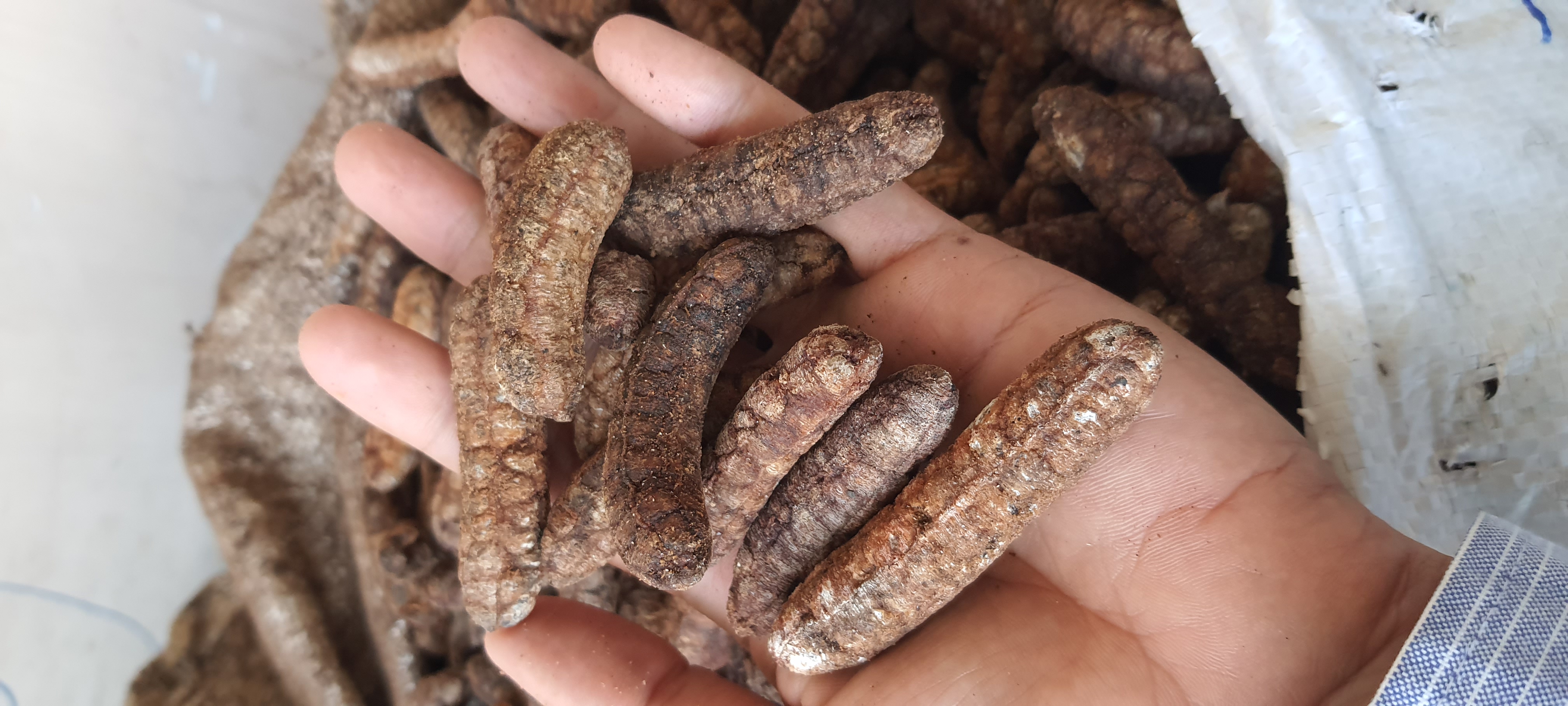 Combo 3kg CHUỐI HỘT RỪNG Kon Tum đóng gói hút chân không-dacsanvaduoclieukontum