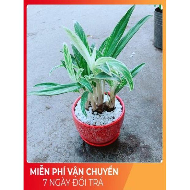 Chậu Cây Giữ Tiền