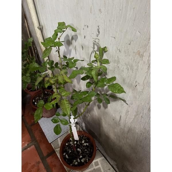 Hoa Hồng ngoại Kizuna tree nguyên thân