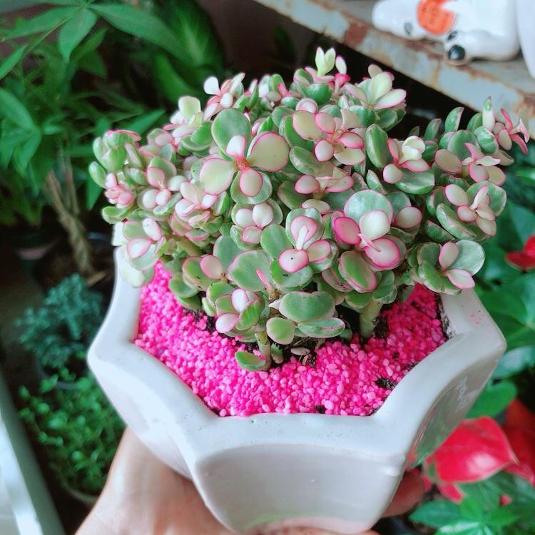 Chậu Cây Cành Vàng Lá Ngọc