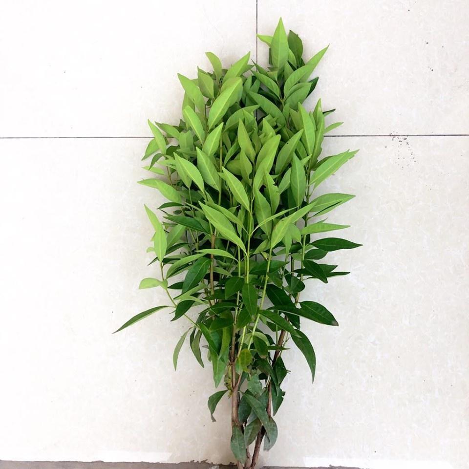 Cây giống vối nếp