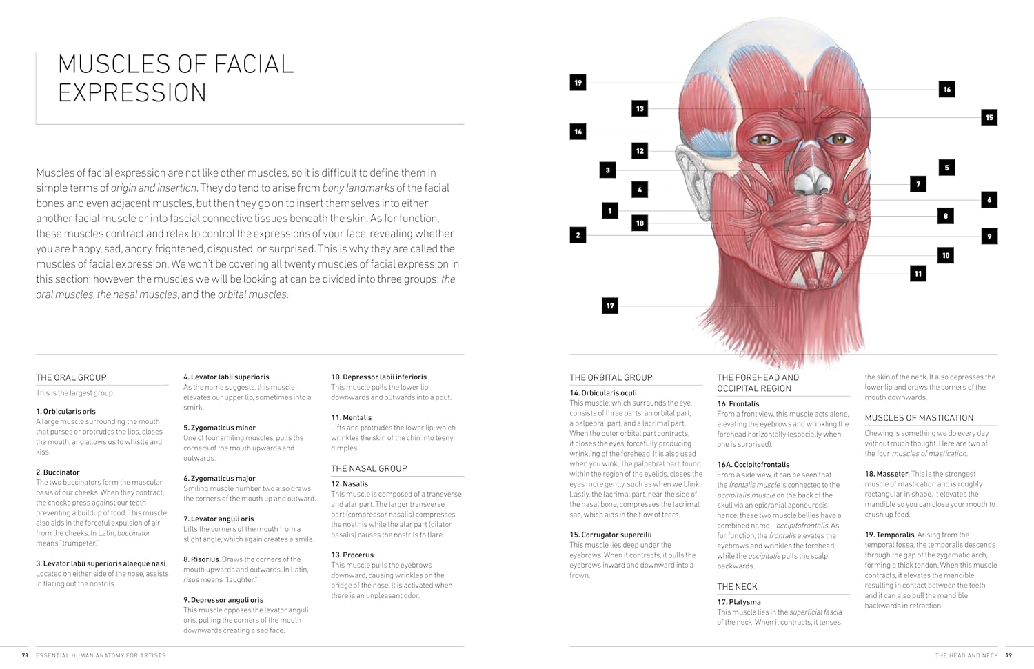 Essential Human Anatomy For Artist