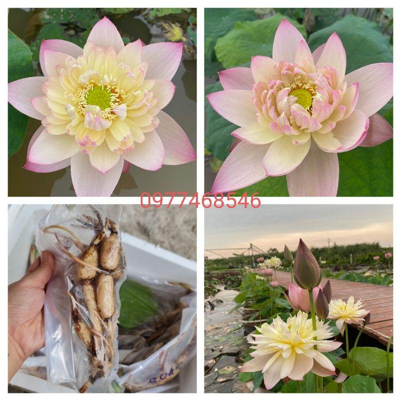 Xả hàng-----Củ Sen Trung Giống Jinse---Sale hè