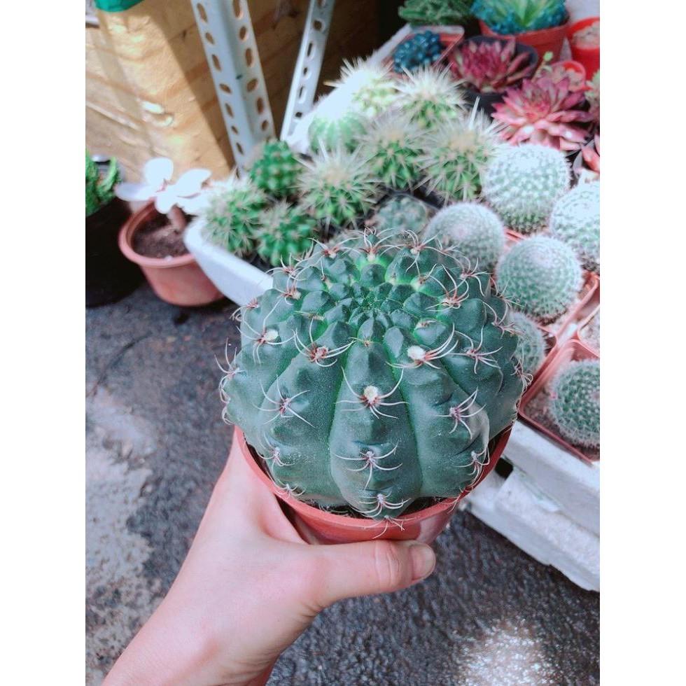 Chậu Xương Rồng Thần Long size đại Bán Chạy