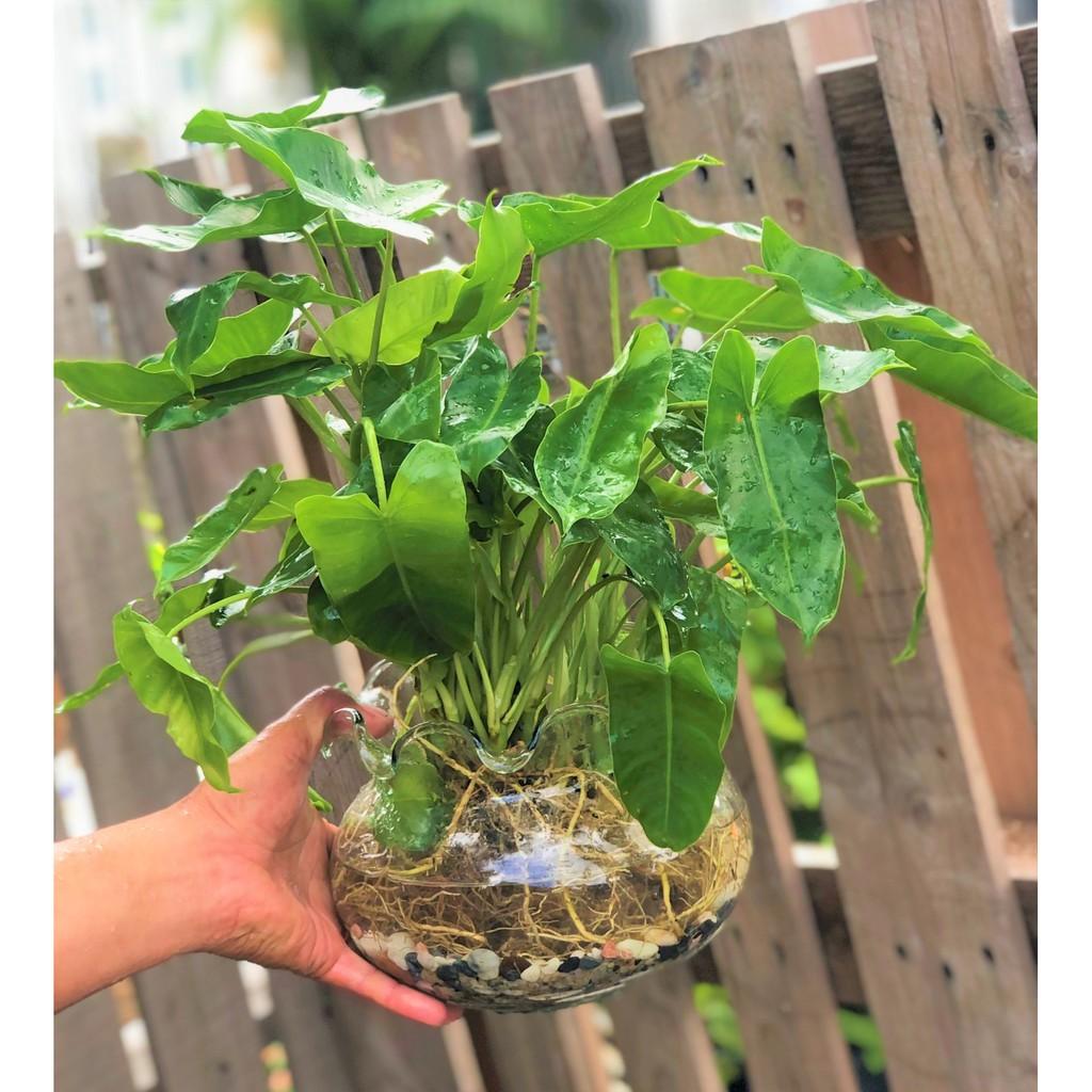 Chậu thủy tinh cây trầu bà Pháp thủy canh tặng kèm đá trang trí