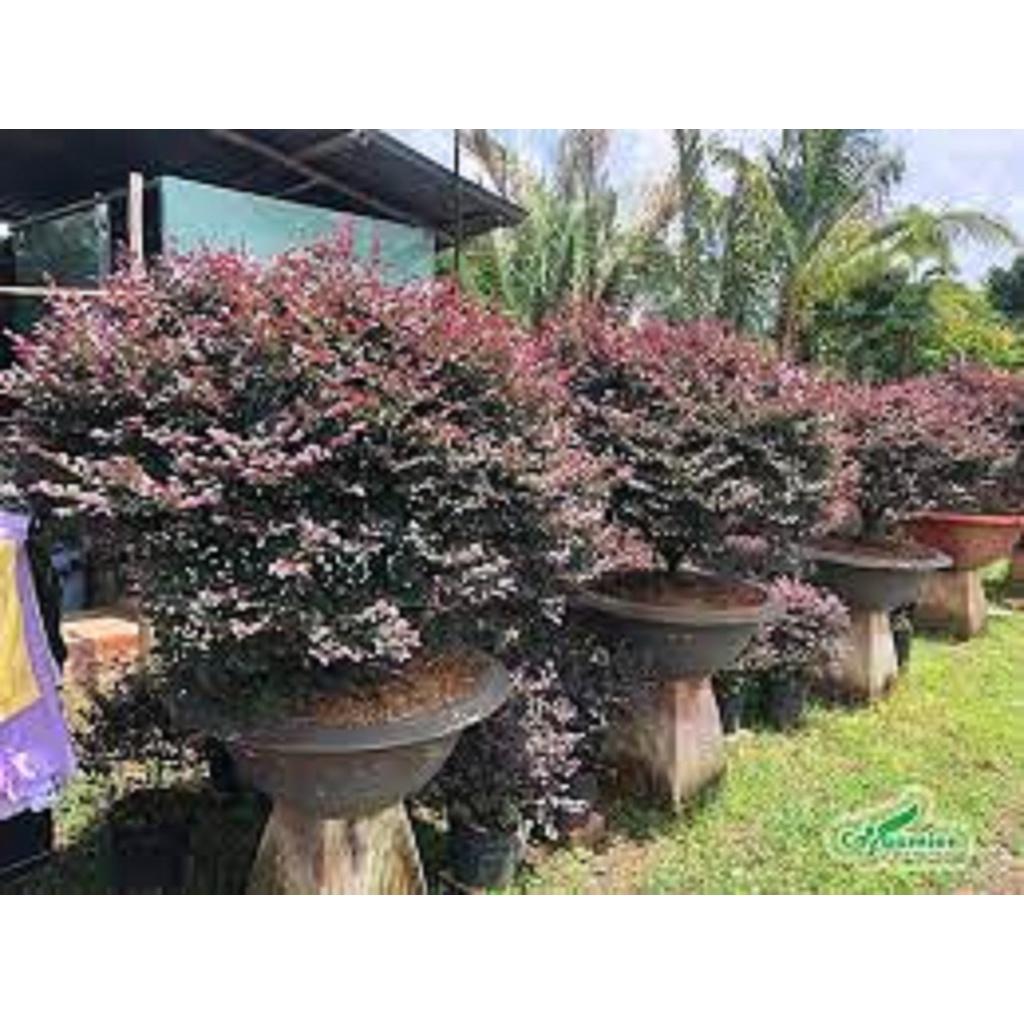 CÂY HồNG PHỤNG  ( CHẬU TO KHỔNG LỒ NHƯ HÌNH ] *