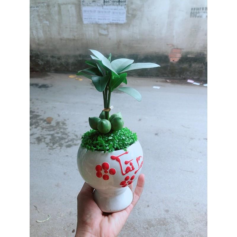 Chậu Cây May Mắn Tài Lộc
