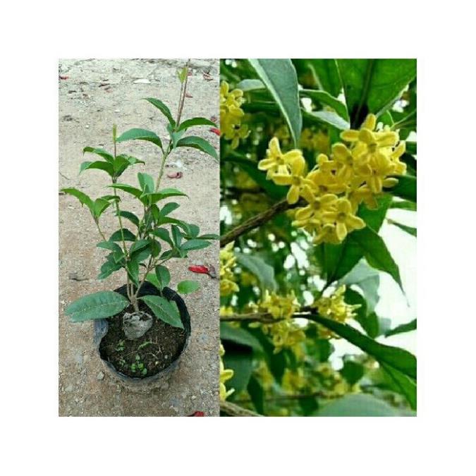 Cây mộc hương hoa vàng giống, cây khỏe, hoa thơm ngát gửi đi nguyên bầu