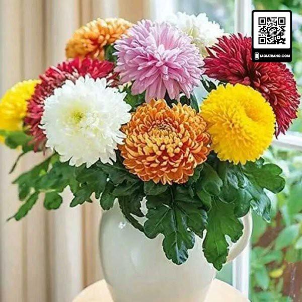 Hạt giống hoa cúc đại đóa nhiều màu - 50hạt/gói