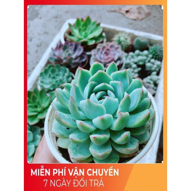 Sen Đá Xanh Cánh Cứng