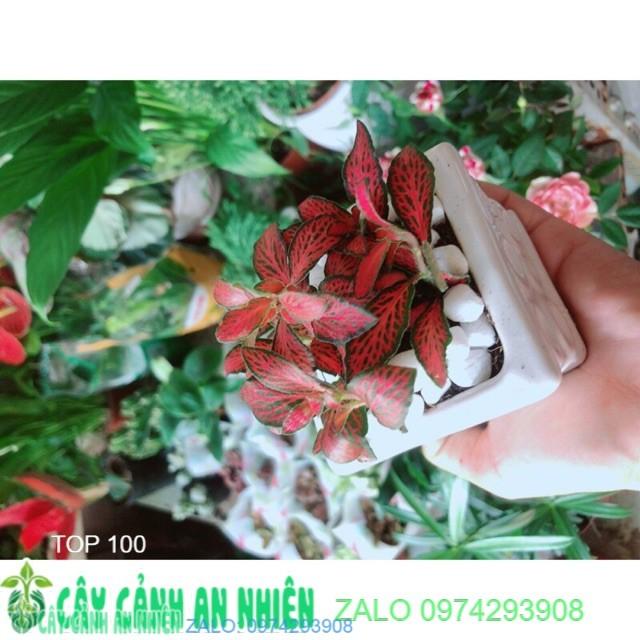Chậu Cây Lá May Mắn