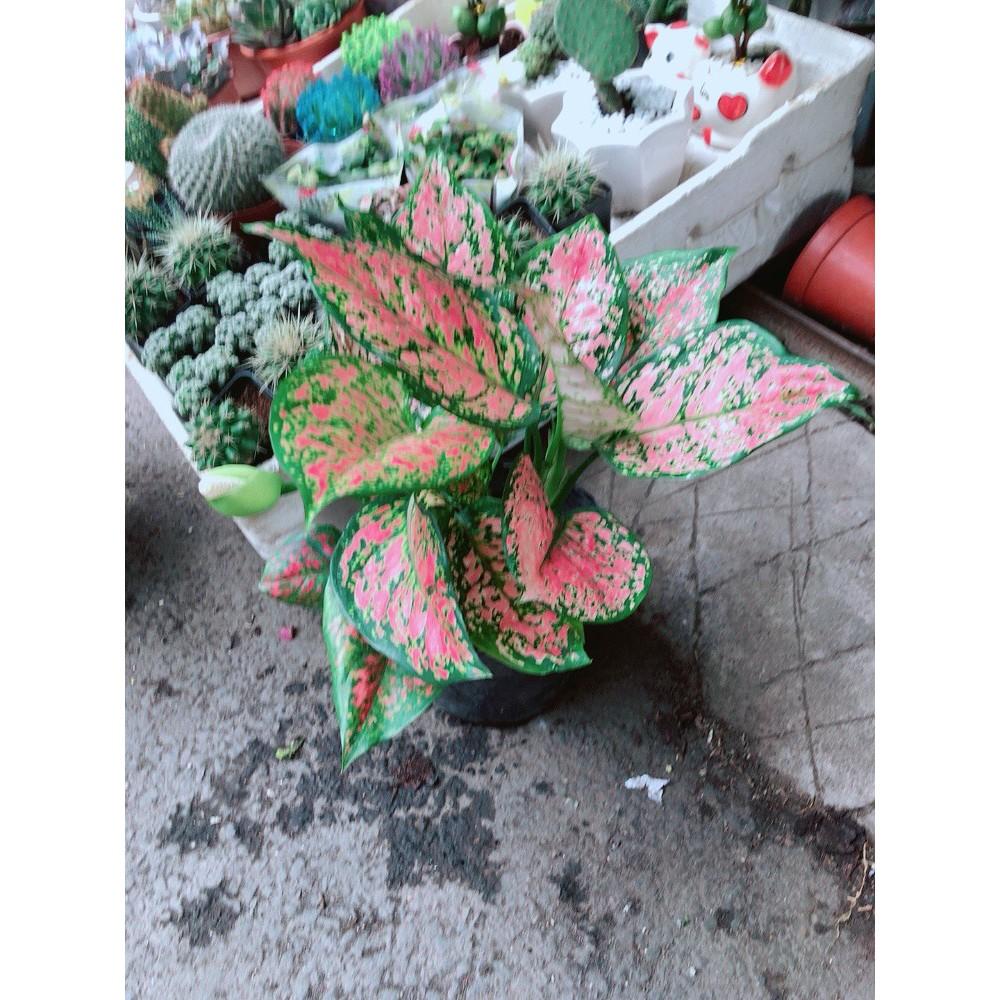 Chậu Cây Lá Gấm