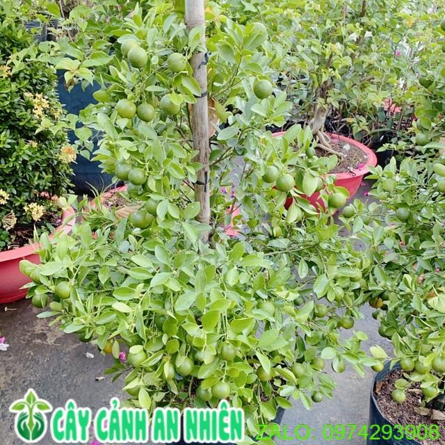Cây Tắc Hàng Đẹp