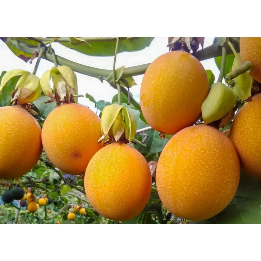 CÂY GIỐNG CHANH LEO NGỌT
