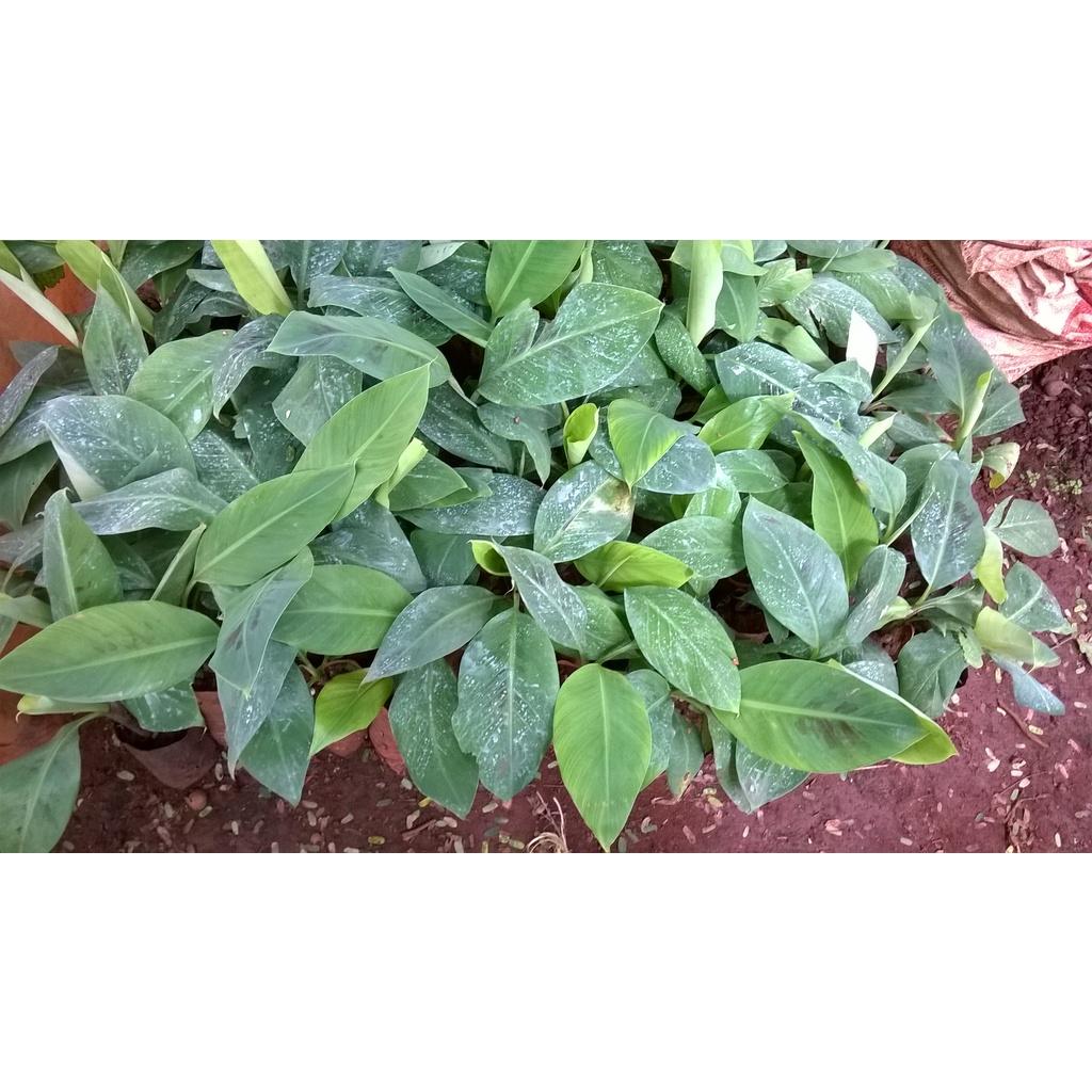 CÂY GIỐNG CHUỐI MẬT LÙN NAM MỸ.