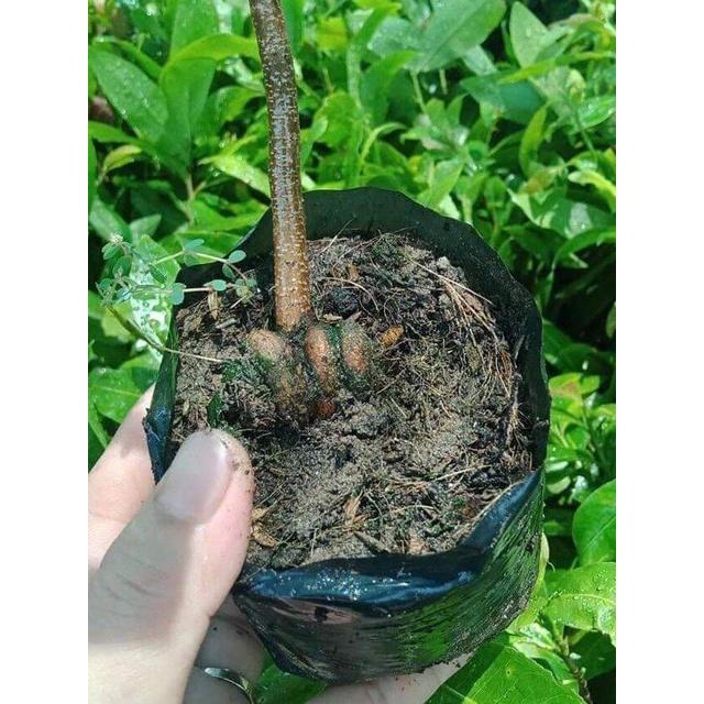 1 cây mai vàng quấn rễ (cao 50cm)