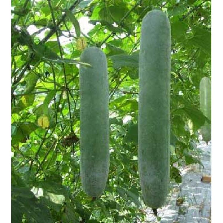 Hạt giống bí sặt - Bí xanh dài - 1 gói 30 hạt - BSAT