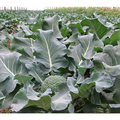 Hạt giống Súp lơ xanh F1 -0.3gam