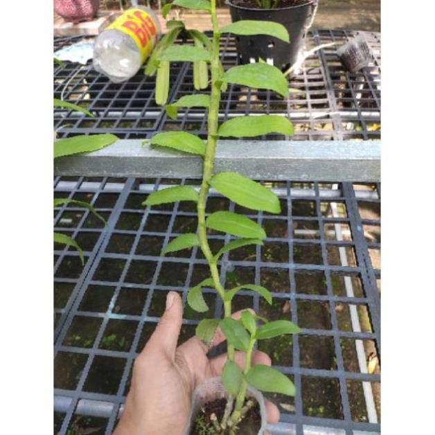 Hoa lan Giả Hạc Hồng Long