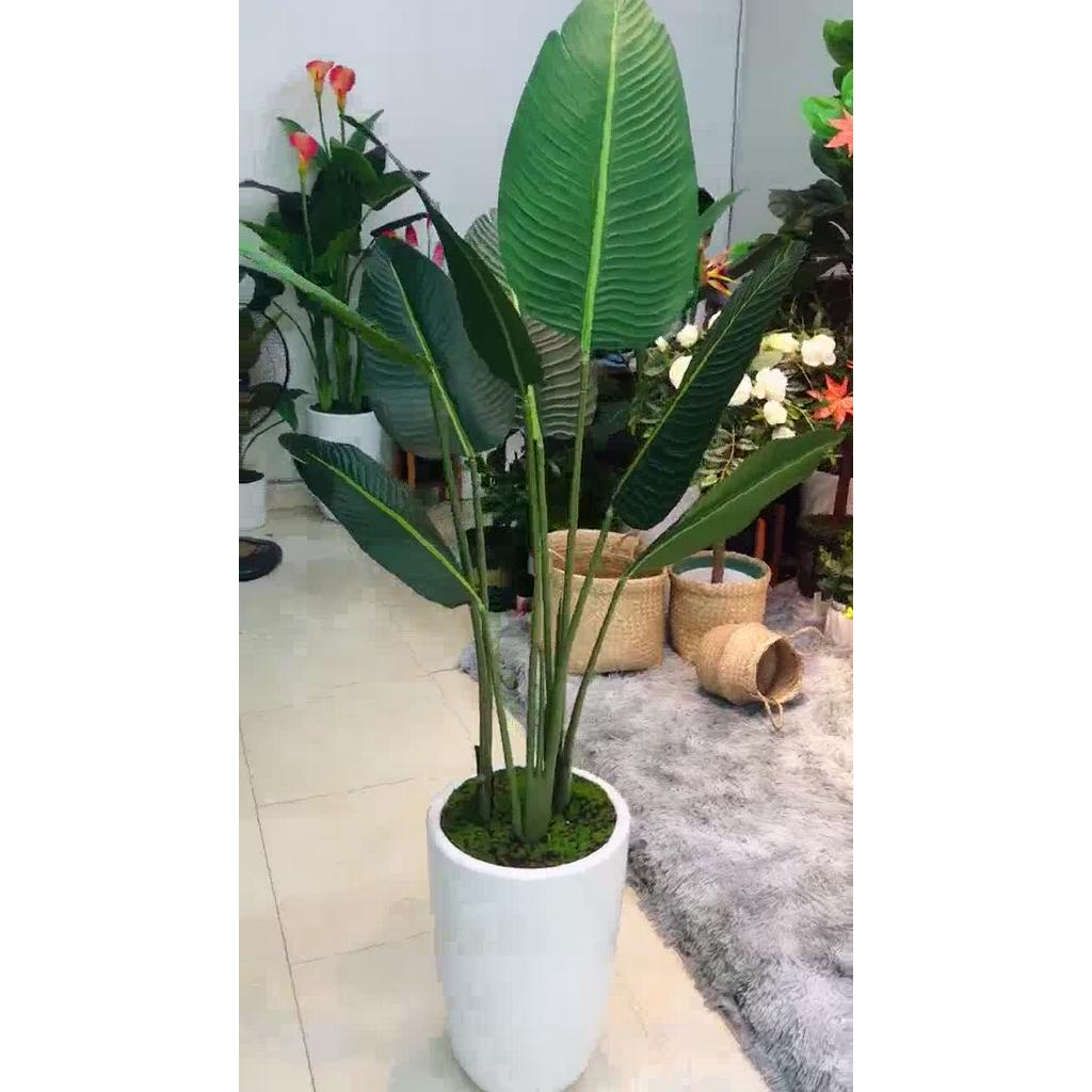 Cây chuối cảnh giả lá bóng