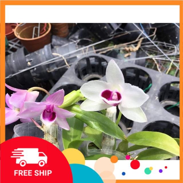 Phi điệp lai cực đẹp