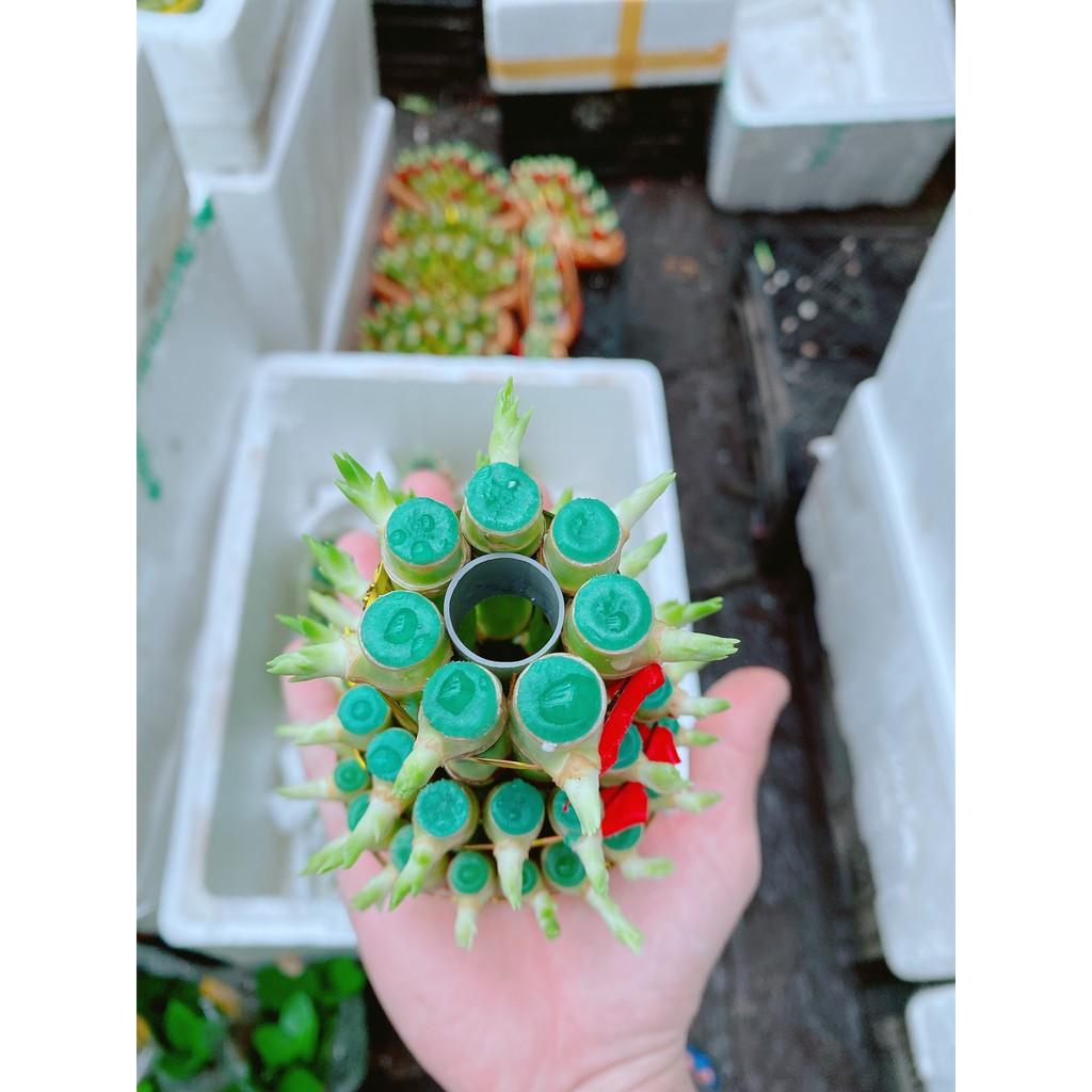 Chúc Phát Tài Hay Chúc Phát Lộc 3 Tầng Có Tặng Kèm Dĩa Lót