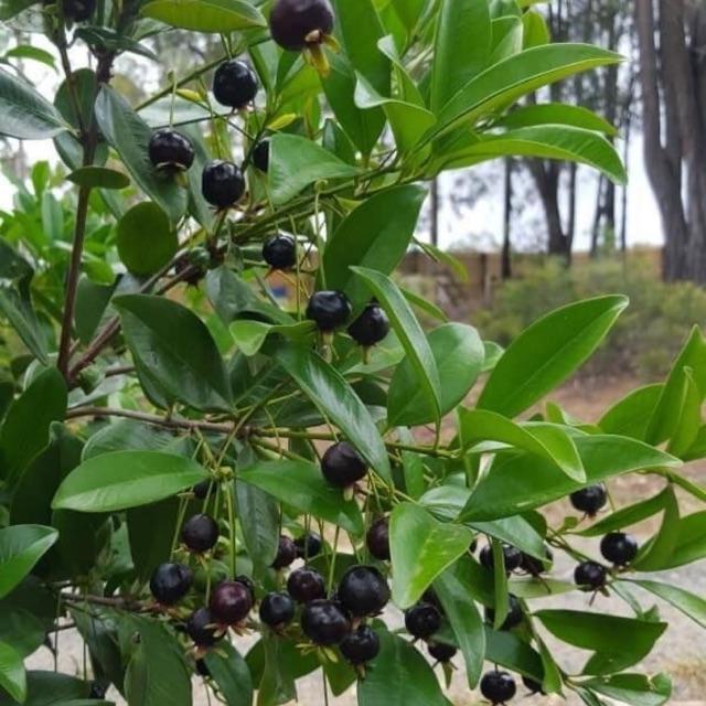 Cây CHERRY BRAXIN cây LỚN sắp quả, siêu sai quả, chất lượng, giá trị kinh tế cao