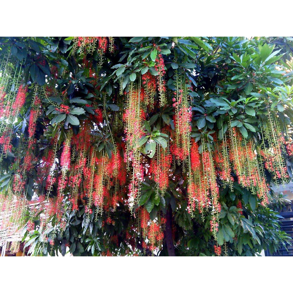 Cây giống Lộc Vừng