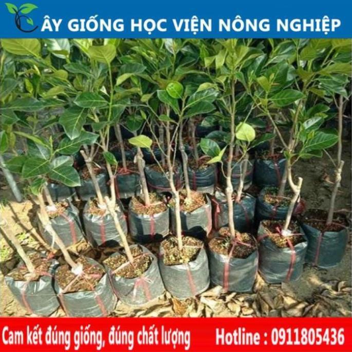 Sản phẩm Cây Ăn Trái cây giống mít thái ruột đỏ