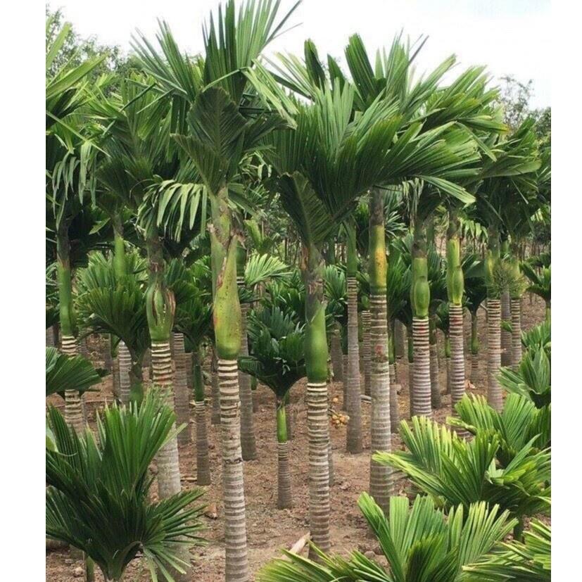 Cây giống Cau Tứ Quý tặng 2 cây chè xanh