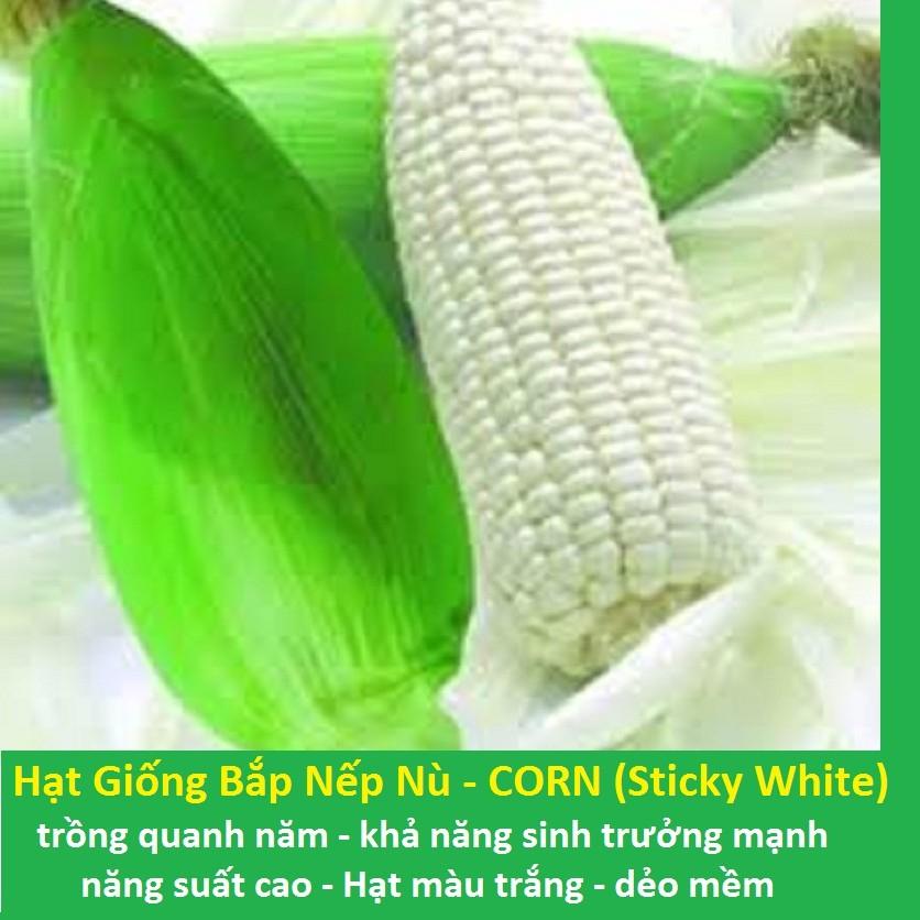 Hạt Giống Bắp Nếp Trắng, Nếp Nù Dễ trồng nhanh lên