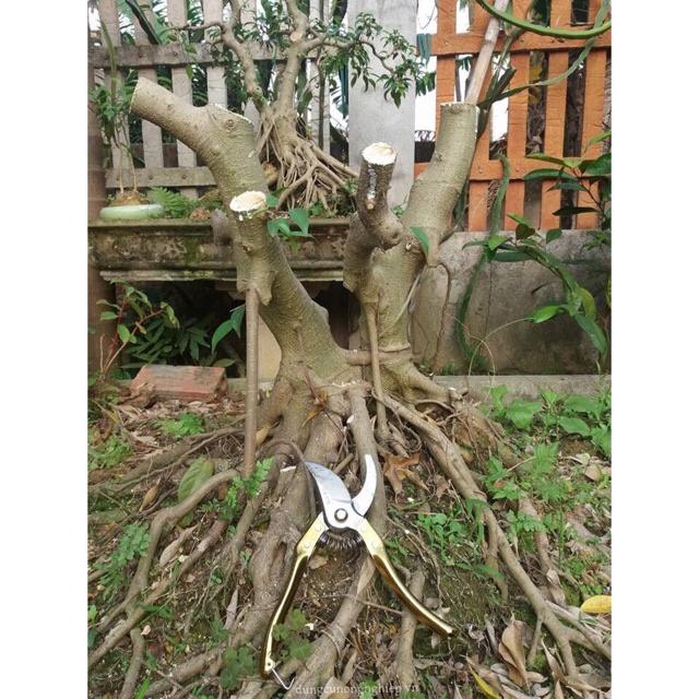 Kéo Cắt Cành TOP SK5 Lưỡi Thép Cán Vàng Vảy Cá, Kéo Cắt Cây Bonsai - Khu Vườn Ban Công