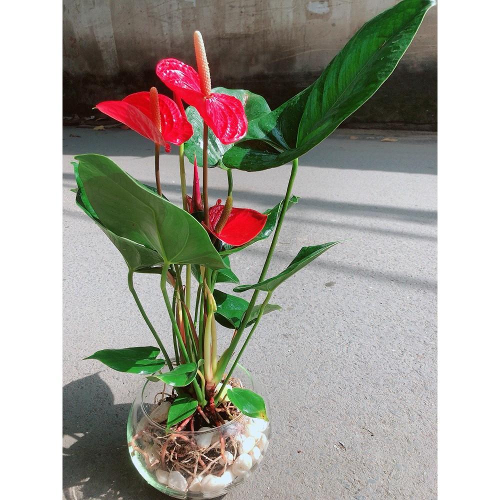 Chậu Cây Hồng Môn Thủy Sinh Size Lớn