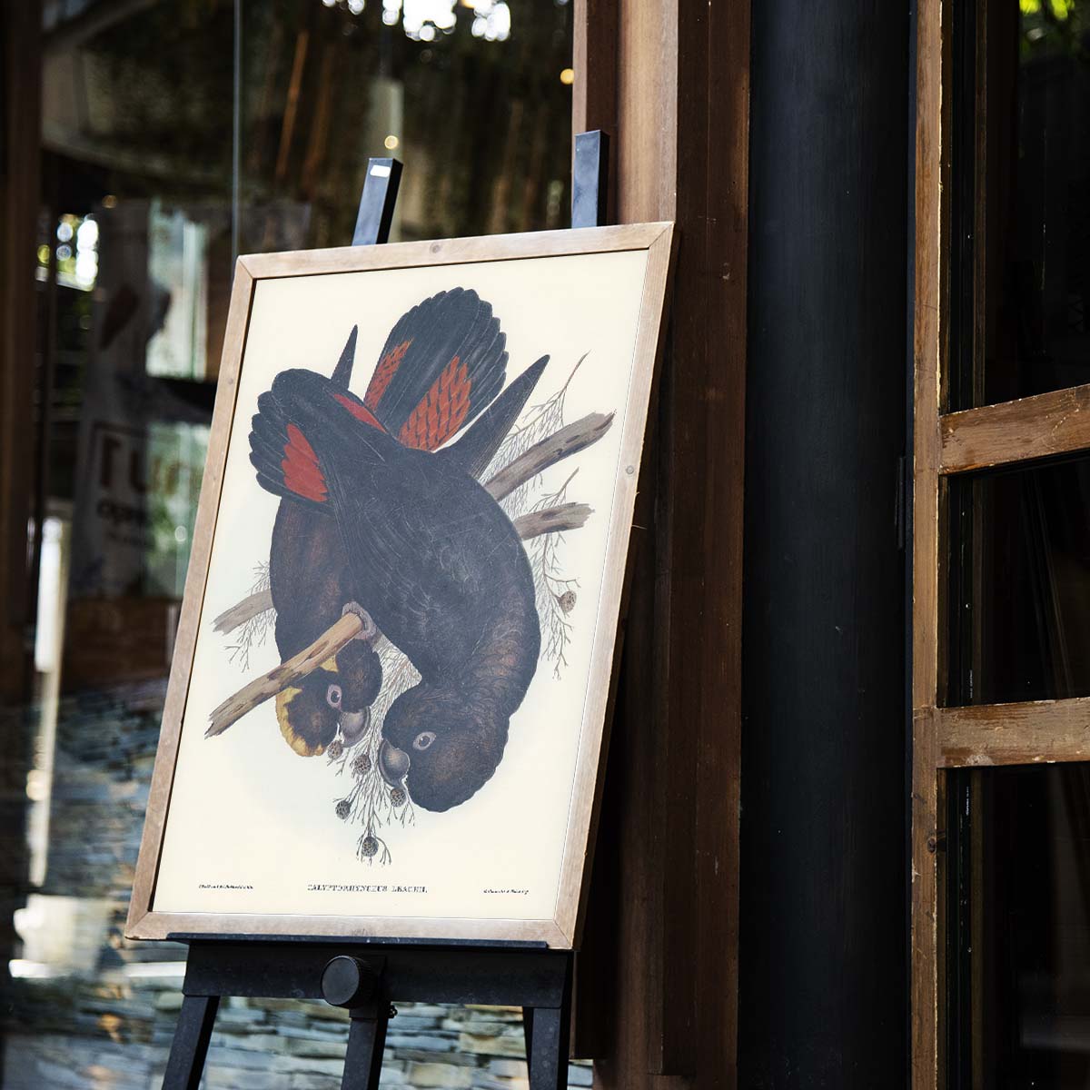 Tranh Canvas treo tường chim vẹt - B018