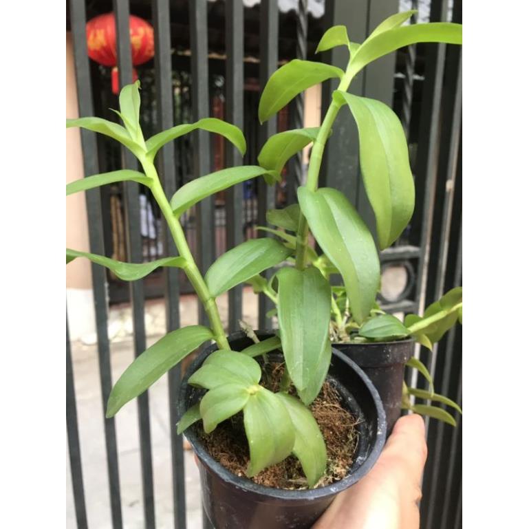 Phi điệp lai cây xanh chậu nhiều thân