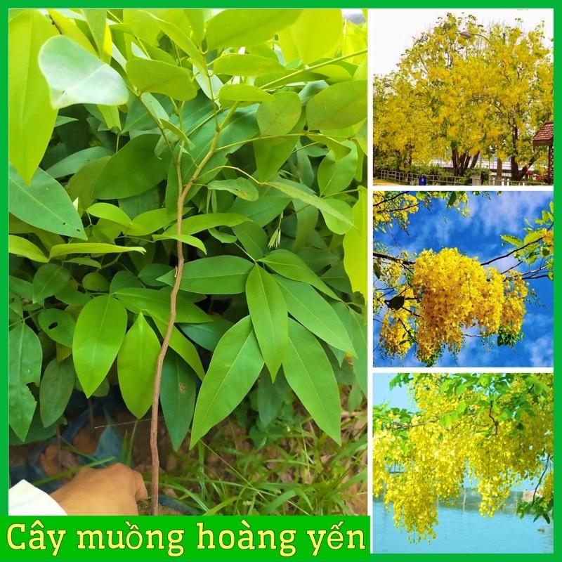 CÂY MUỒNG HOÀNG YẾN HOA VÀNG RỰC RỠ MÙI THƠM