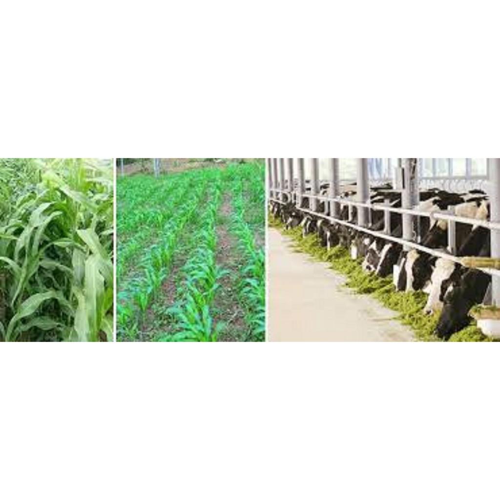 300g hạt giống cỏ Sudan Super BMR - cỏ chăn nuôi giàu dinh dưỡng